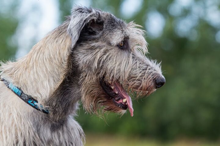 irish wolfhound