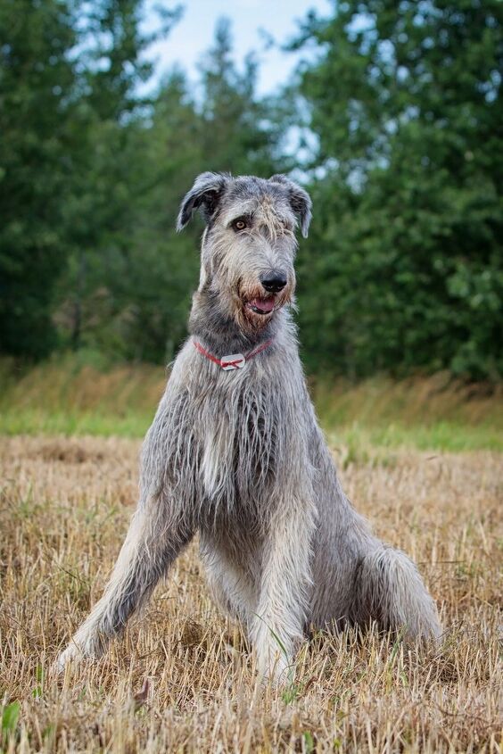 irish wolfhound