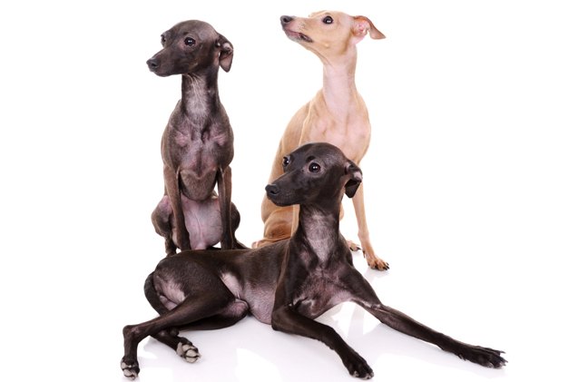 italian greyhound