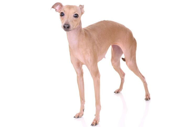 italian greyhound