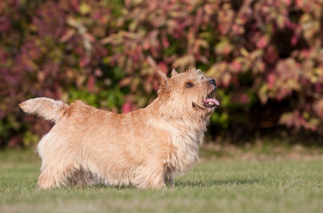 norwich terrier