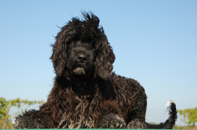 portuguese water dog