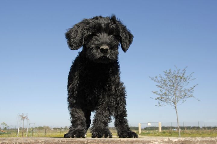 portuguese water dog