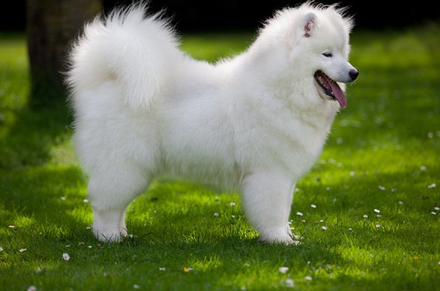 samoyed