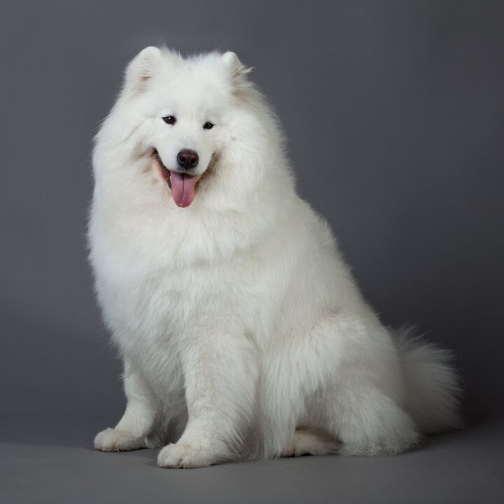 samoyed