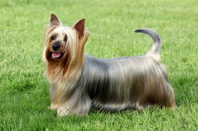 silky terrier