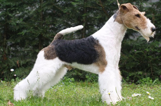 wire fox terrier