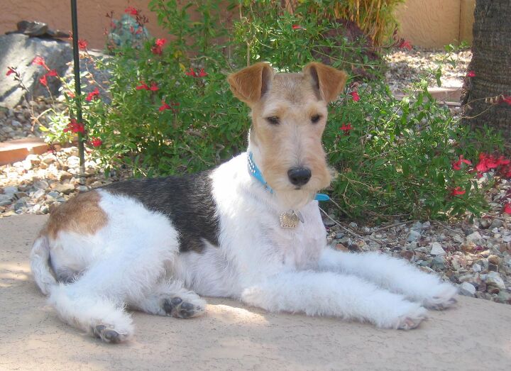 wire fox terrier