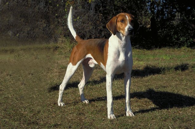 american foxhound