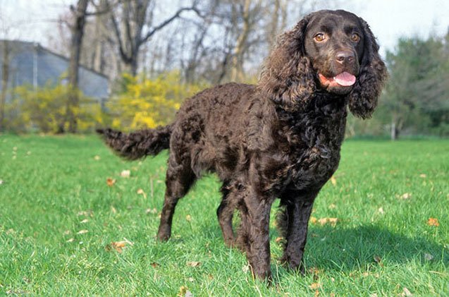 american water spaniel