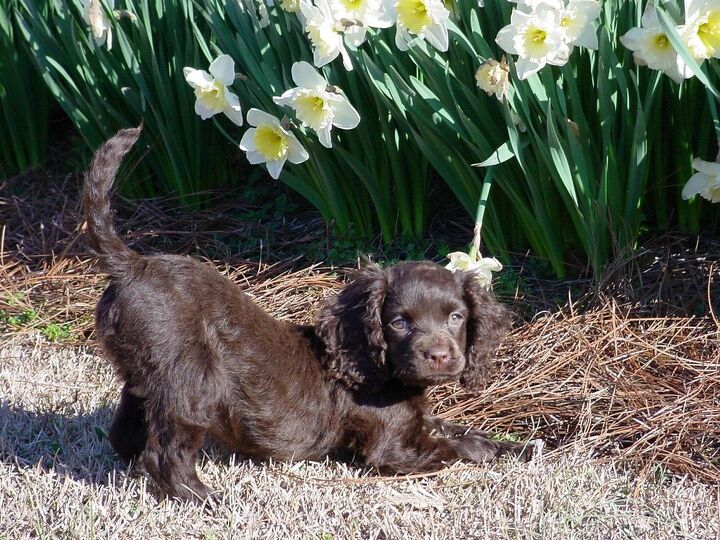 american water spaniel