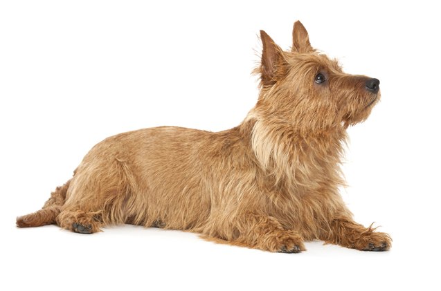 australian terrier