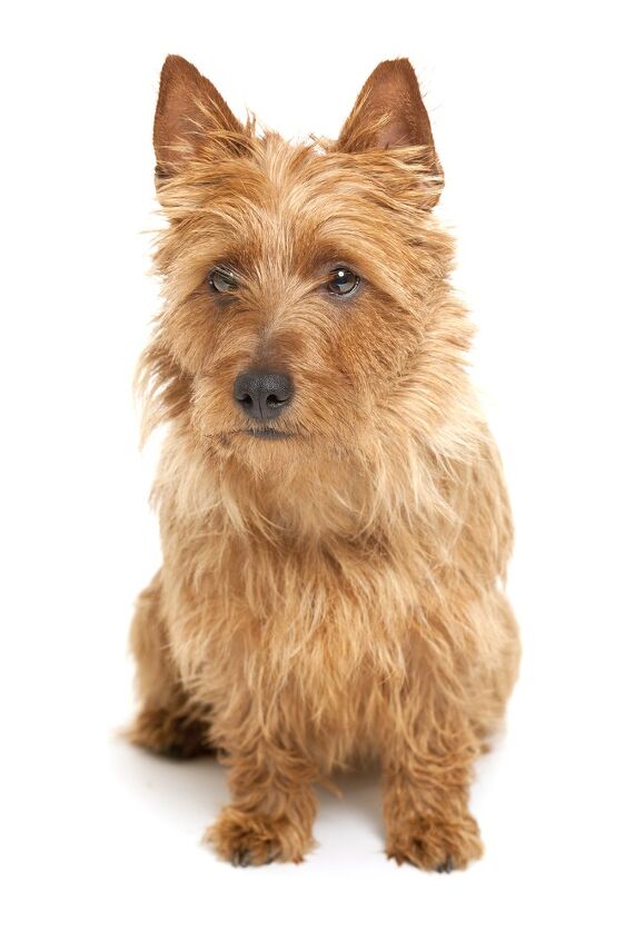 australian terrier