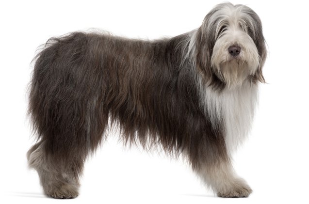 bearded collie