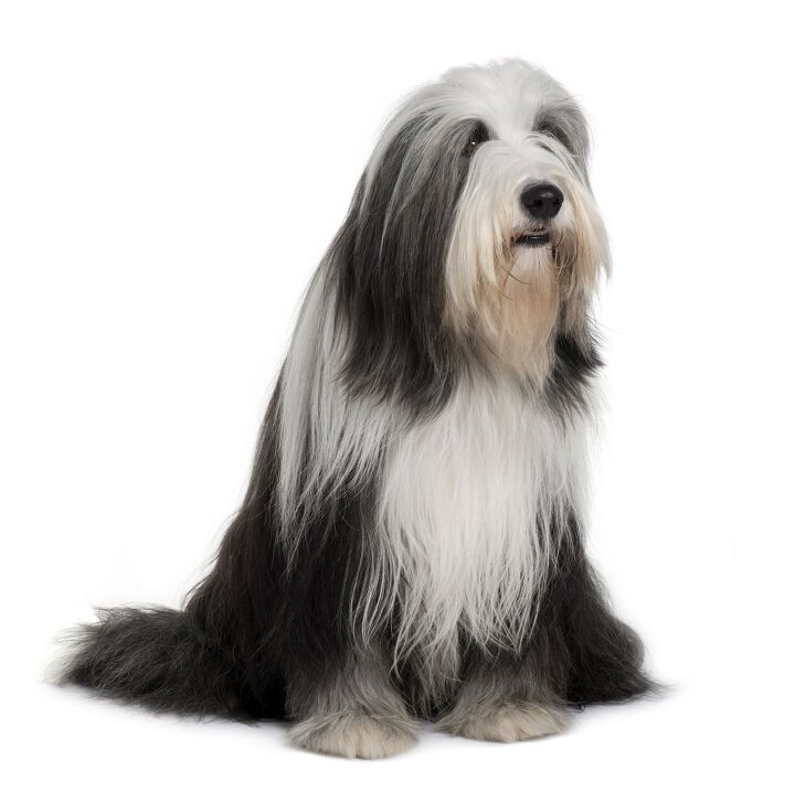 bearded collie