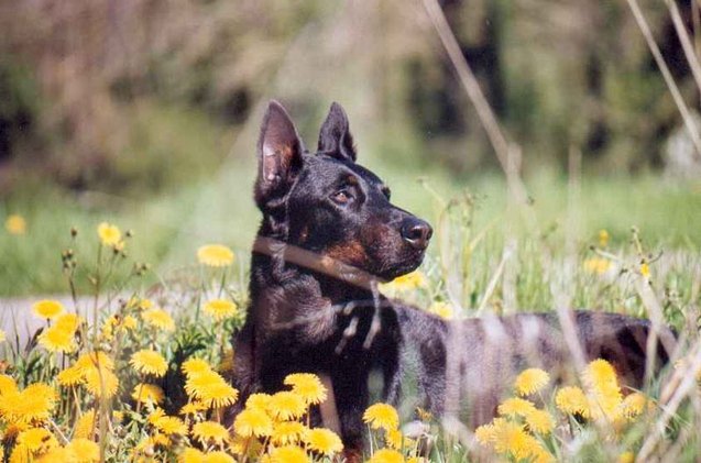 beauceron