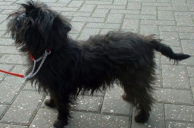 affenpinscher