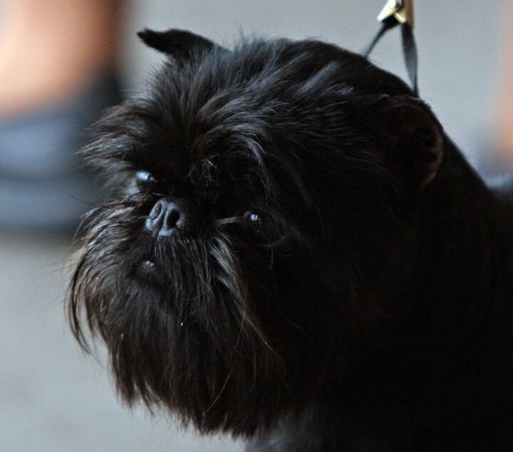 affenpinscher