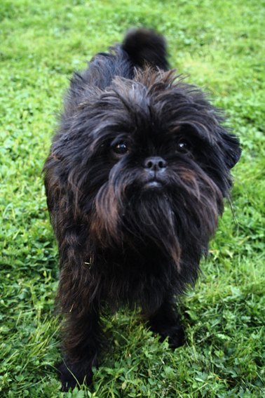 affenpinscher