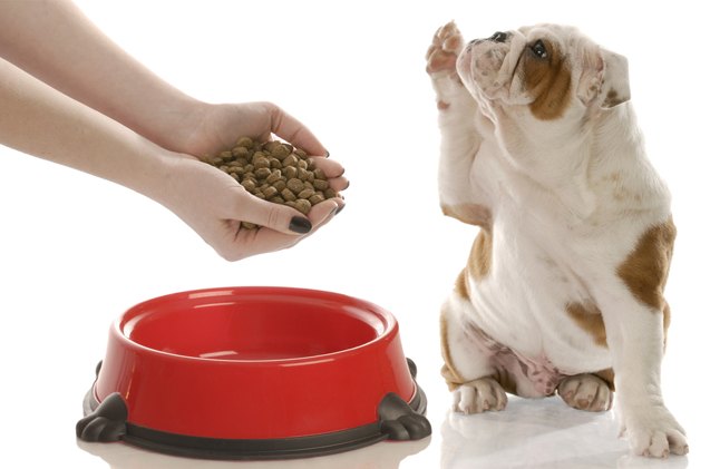 how to choose the best dog food for your dog