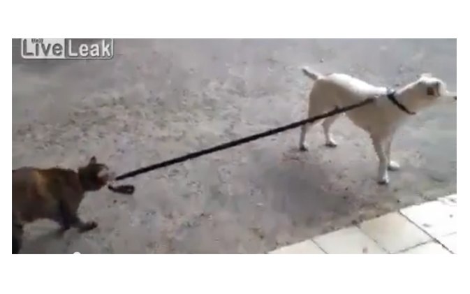 cat takes her dog for a walk