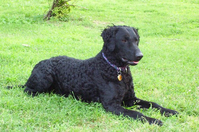 curly coated retriever