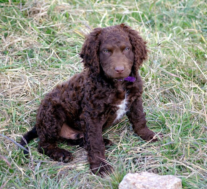 curly coated retriever