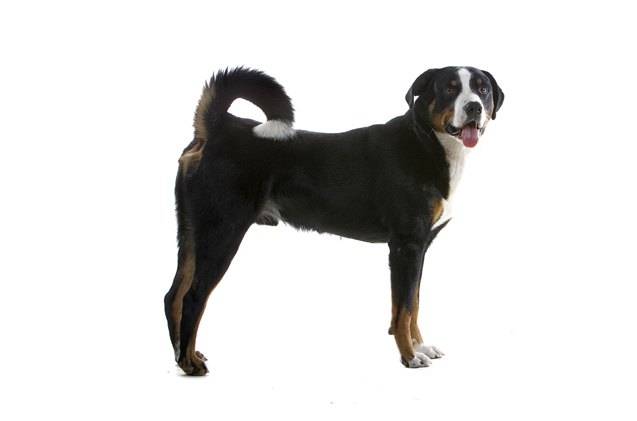 greater swiss mountain dog