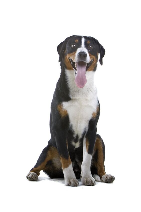 greater swiss mountain dog