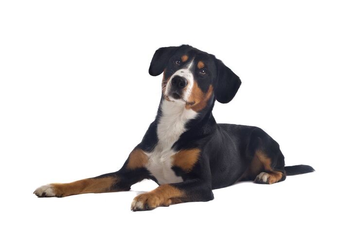 greater swiss mountain dog