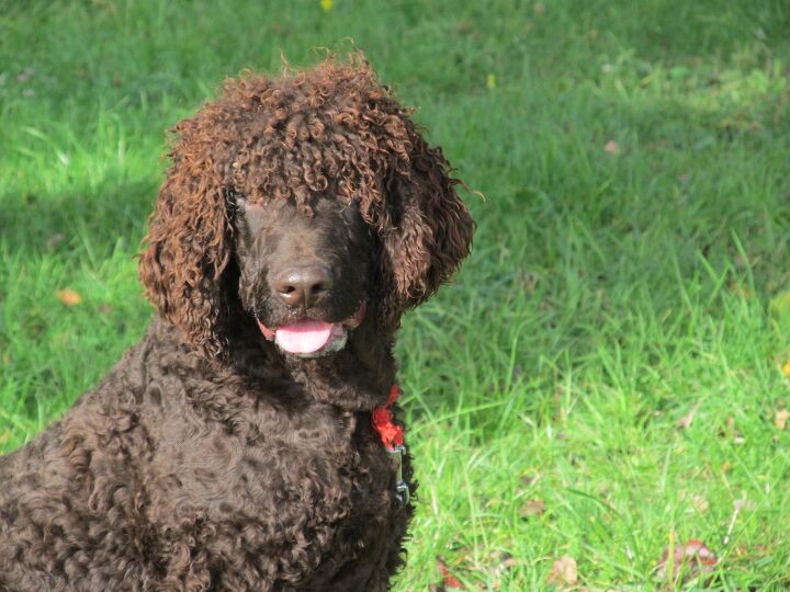 irish water spaniel