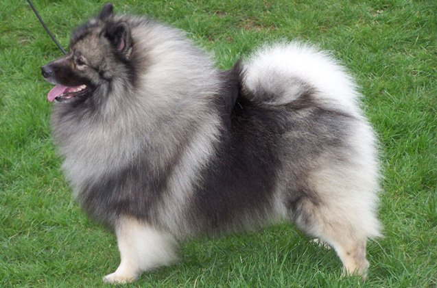 keeshond