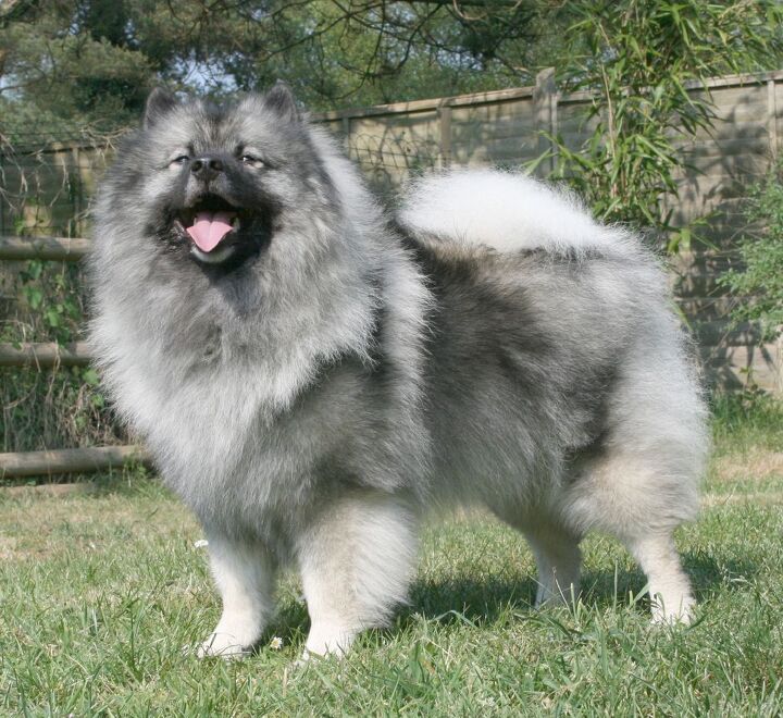 keeshond