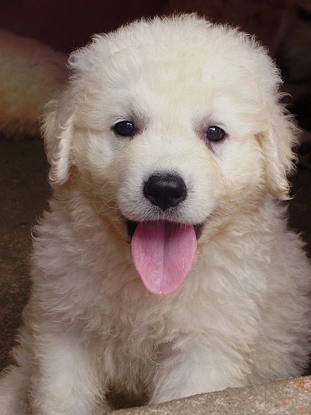 kuvasz