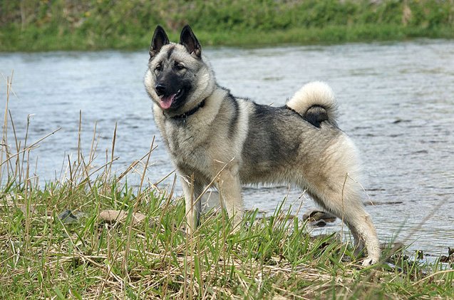 norwegian elkhound