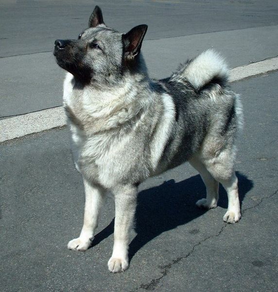 norwegian elkhound