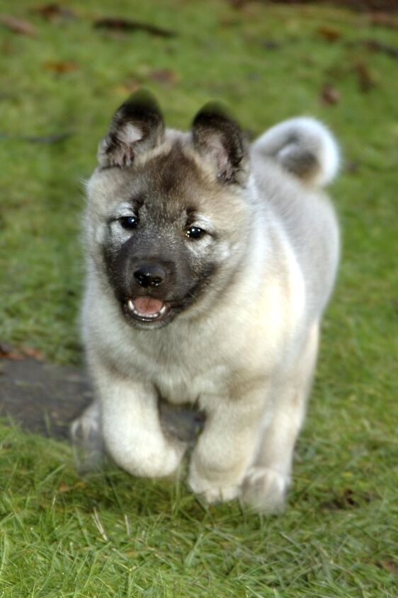 norwegian elkhound