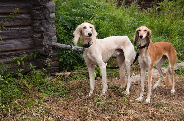 saluki