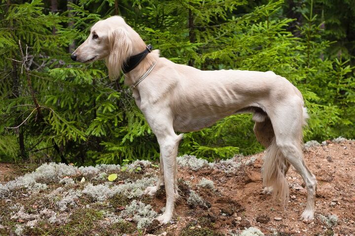 saluki