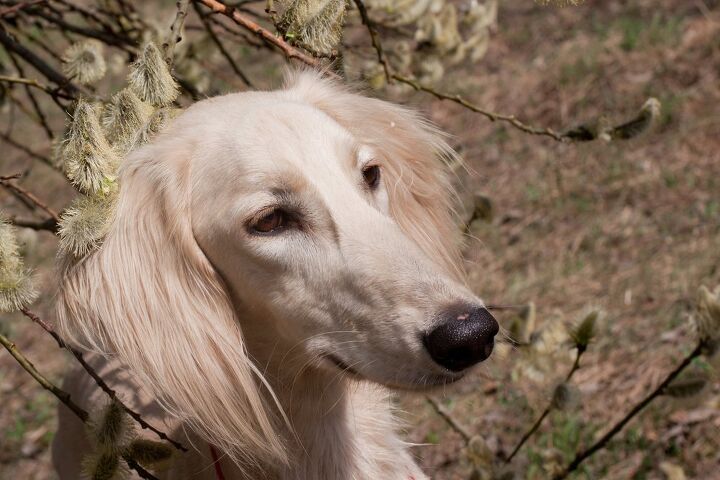 saluki