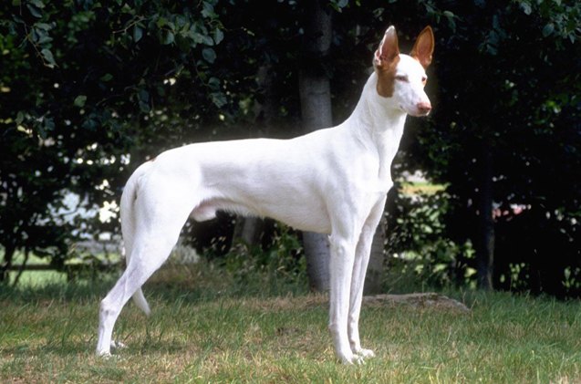 ibizan hound