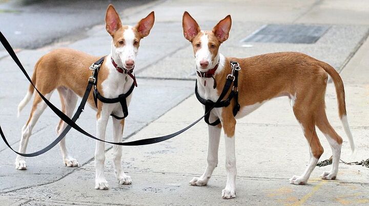 ibizan hound