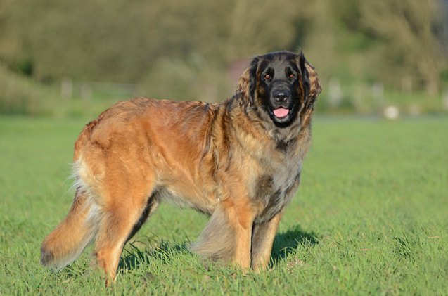 leonberger