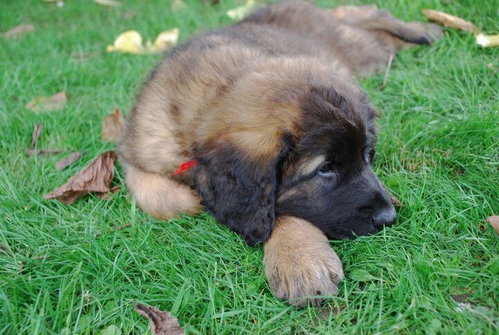 leonberger