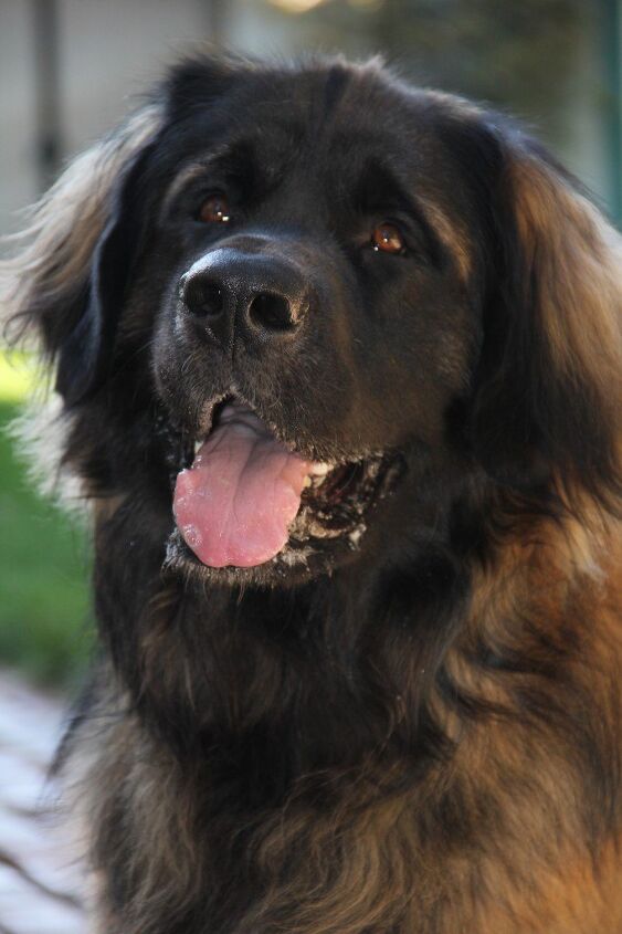 leonberger