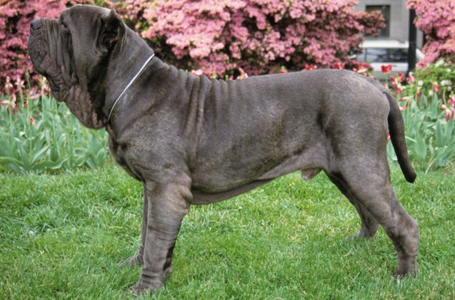 neapolitan mastiff