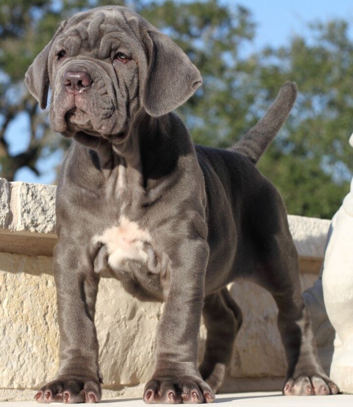 neapolitan mastiff