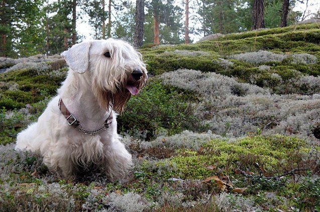 sealyham terrier