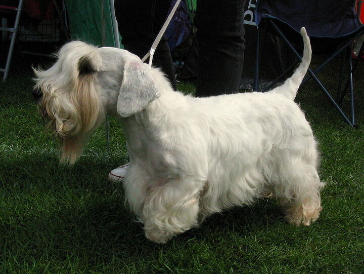 sealyham terrier