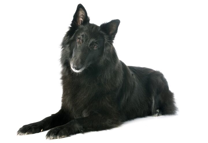 belgian sheepdog